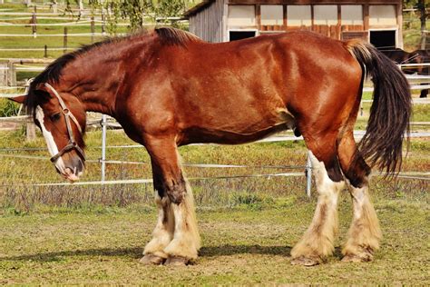 10 Razze Di Cavalli Unica Al Mondo Horse Breeds Largest Horse Breed | Images and Photos finder