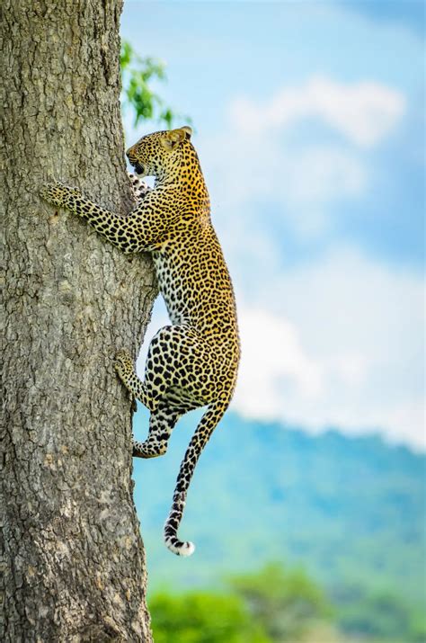 Leopard Climbing Down the Tree | Smithsonian Photo Contest ...