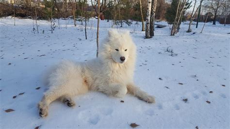 Samoyed Grooming: The Essential Guide with Pictures of Hairstyles