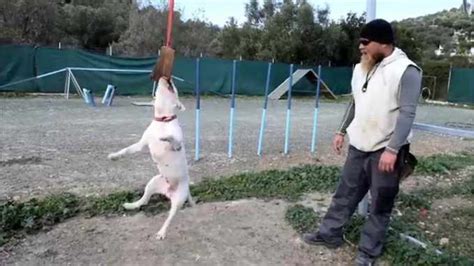 Bull Terrier Training | PETSIDI