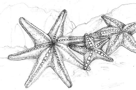 realistic-starfish-coloring-page | Starfish drawing, Shell drawing ...