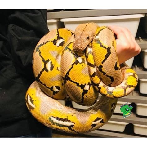 Platinum Reticulated Python – 5ft male – Strictly Reptiles Inc.