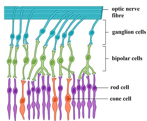 Which cells directly transmit action potentials to the optic nerve?