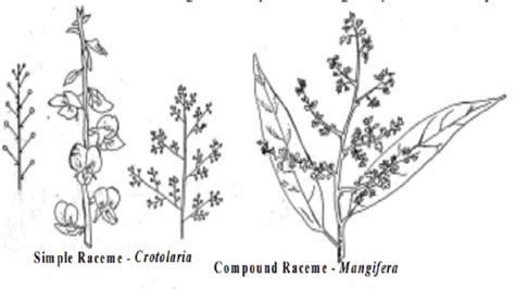 Inflorescence : Racemose, Cymose, Mixed and Special types