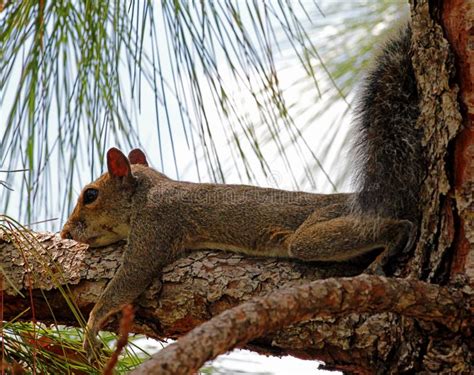 Florida Fox Squirrel Resting on a Branch Stock Photo - Image of back ...