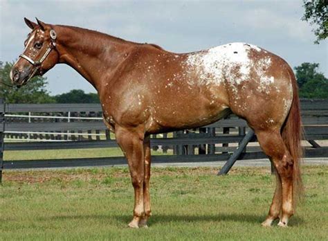 Light Chestnut Frosted Blanket Appaloosa | Beautiful horses, Appaloosa horses, Horse coloring