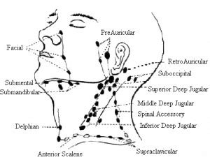 Submental Lymph Node