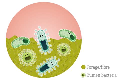 Rumen-unprotected (rumen-active) Fats | Megalac