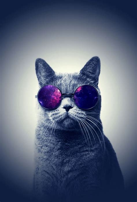 Cool cat, gangster cat HD phone wallpaper | Pxfuel