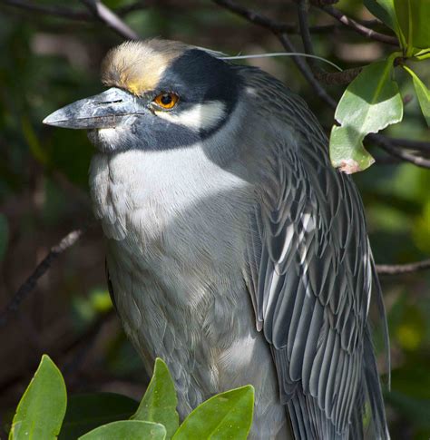 Close Encounters with Florida Birds | Wind Against Current