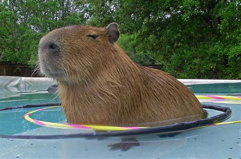 Hiya Heidi: Capybara