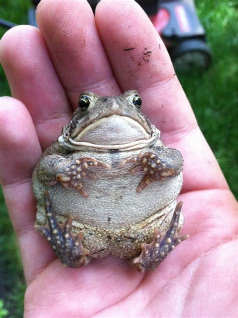 Animales que están un poco pasados de peso pero son tiernos