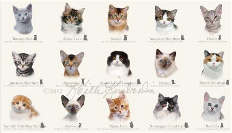 Cat Breeds Chart