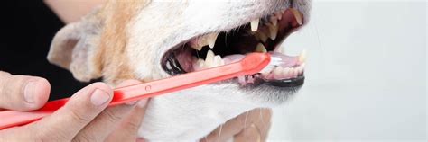 How Come Dogs Dobt Need To Brush Teeth