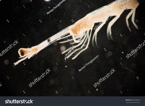 Mysis Zooplankton Under Microscope Stock Photo 633078626 | Shutterstock