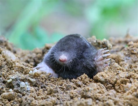 10 Mole Facts On The Extraordinary Diggers