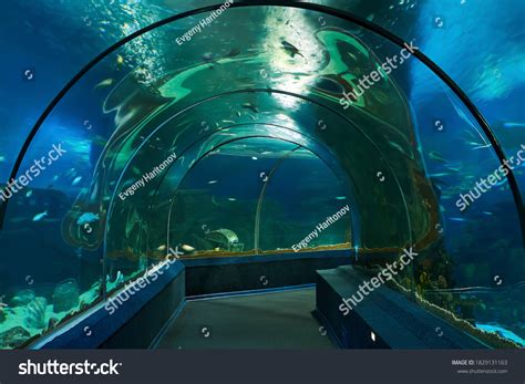 Interior Underwater Shark Tunnel Aquarium Stock Photo 1829131163 | Shutterstock