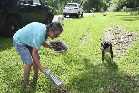 Houston shelters, rescues are battling a stray animal crisis