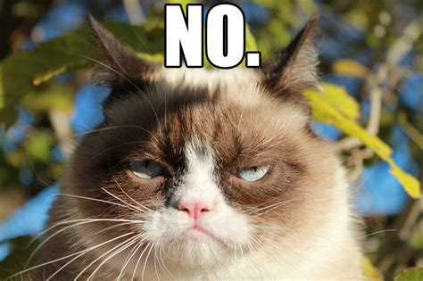 Grumpy Cat No | Grumpy Cat | Know Your Meme