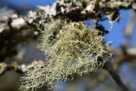 Herb Profile: Old Man's Beard Lichen - My WordPress