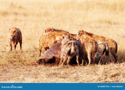 Hyenas Eating Prey, Masai Mara Royalty-Free Stock Photo | CartoonDealer ...