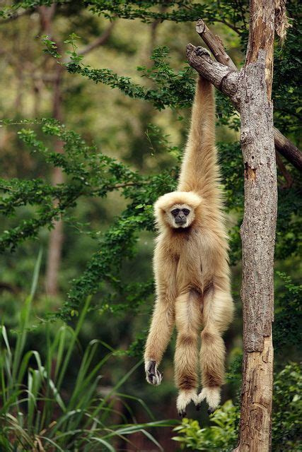 The Gibbon is a primate (lesser great ape) that lives in the rainforest of Southeast Asia. This ...