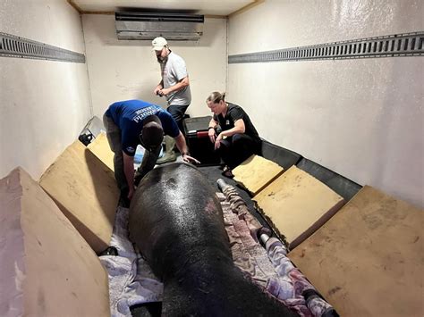 Rescued manatee flies to freedom in style | Canada's National Observer ...