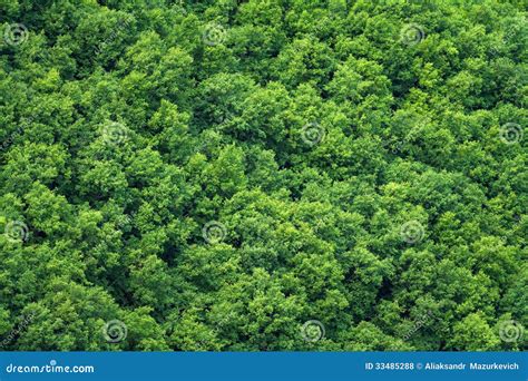 Green Trees Forest Background Stock Photo - Image of leafage, foliage: 33485288