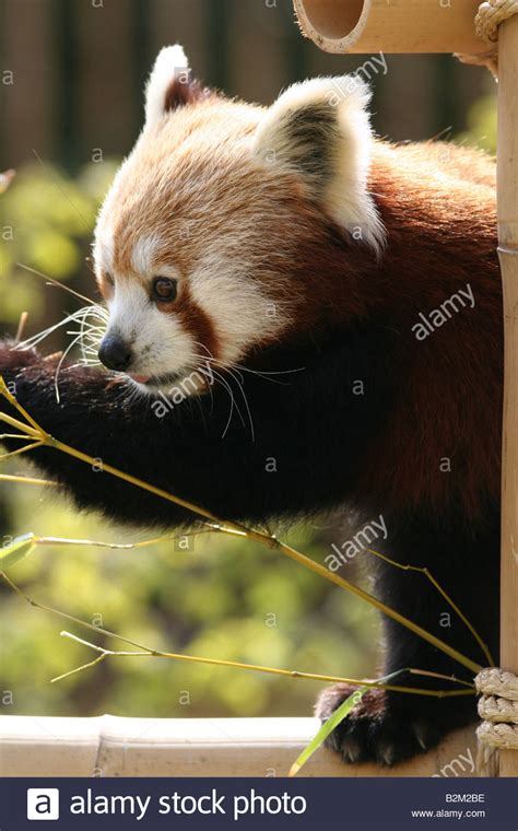 Red panda eating bamboo Stock Photo - Alamy