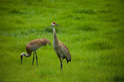 Sandhill Cranes | Hillsborough County, Florida | Florida Landscape Photography by Paul Marcellini