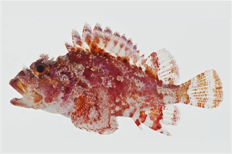 Parascorpaena mcadamsi