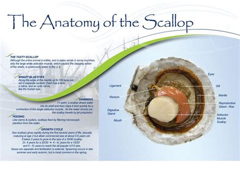 Scallop Anatomy - Anatomical Charts & Posters