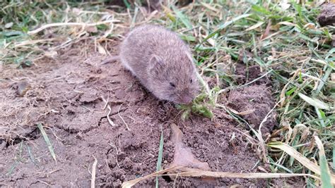 Plant Lovers' Almanac: What's the difference between moles, voles and shrews?