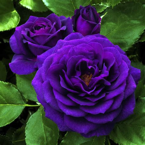 In Purple Rose (L6023) at Lowes.com