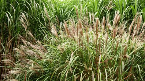 How to Care for Ornamental Grasses - YouTube