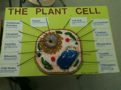 Amazing Cell Project | Cell model project, Plant cell project, Plant cell