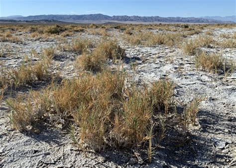 Grasses - Death Valley National Park (U.S. National Park Service)