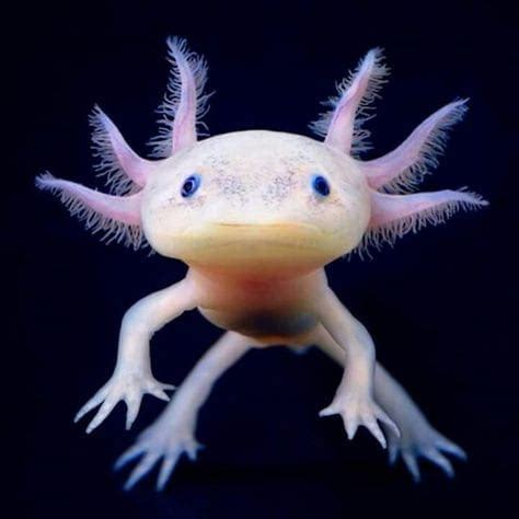 Axolotl for sale near me | Buy baby Axolotl for sale online near me