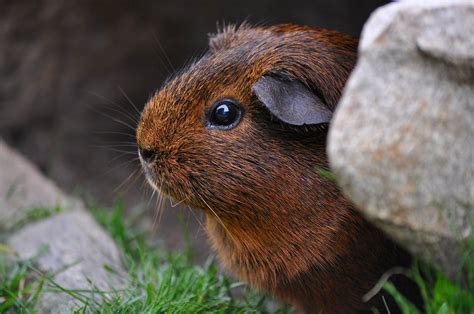 The Natural Habitat of Guinea Pigs - Guinea Pig Center