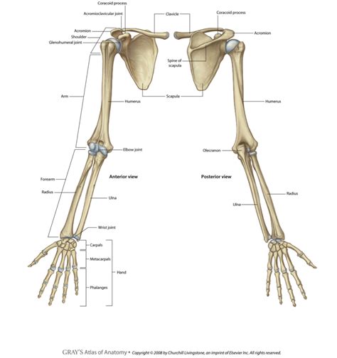 Bones/Joints: Arm/Hand Diagram | Quizlet