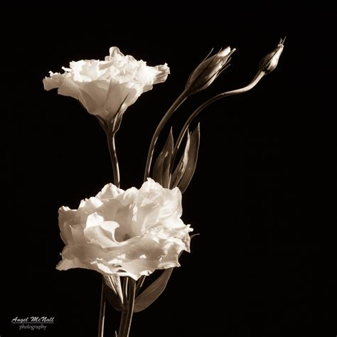 Fotografia bianco e nero del fiore Piazza della stampa