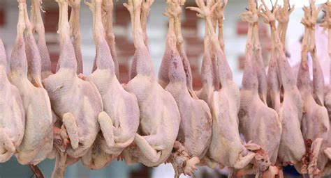 How many chickens do Tyson Foods kill in a day? - Animal Agriculture ...