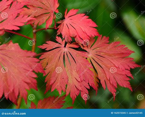 Acer Japonicum Aconitifolium Leaves Stock Image - Image of japanese, moon: 162573345