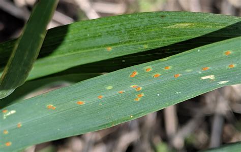 Stripe Rust and Leaf Rust Developing in Winter Wheat