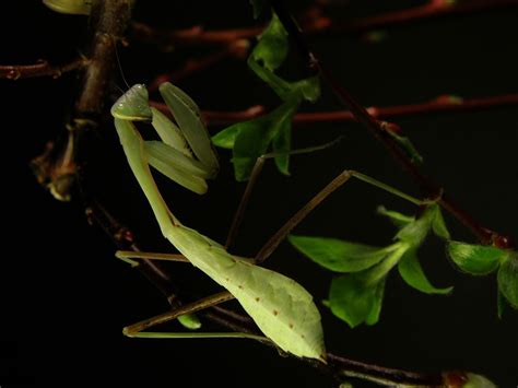 green mantis Free Photo Download | FreeImages