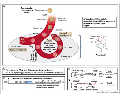 Mechanisms of artemisinin resistance in Plasmodium falciparum malaria | Semantic Scholar