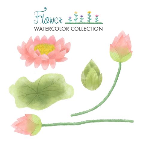 Premium Vector | Watercolor lotus flower painting set