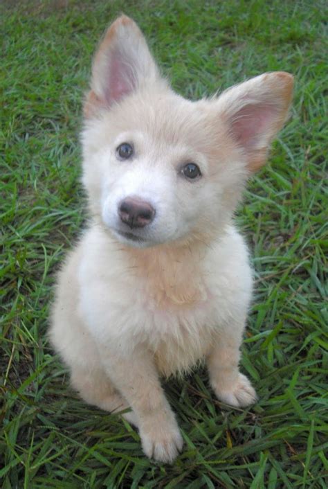 German Shepherd Husky Mix Puppies White | ~Animals, Big & Small~ | Pi…