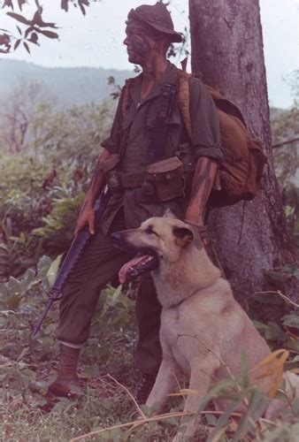 Vietnam War Photos - Dogs