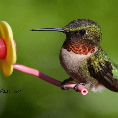 Adult Ruby hummingbird. See russlouky's Animated Gif on Photobucket ...